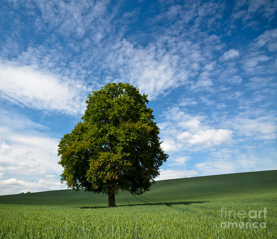 Witness of time Photograph by OUAP Photography | Fine Art America