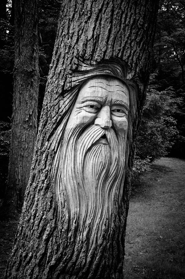 Wizard of the Woods Photograph by Guy Whiteley