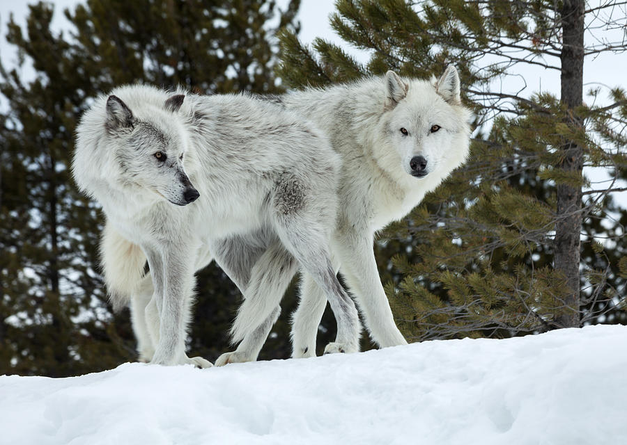 Wolf - Friend Photograph by Fran Riley - Fine Art America