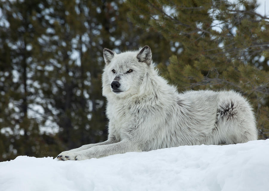 Wolves Photograph - Wolf - Resting by Fran Riley