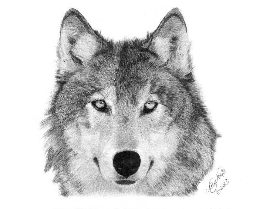 Wolf - 004 Drawing by Abbey Noelle