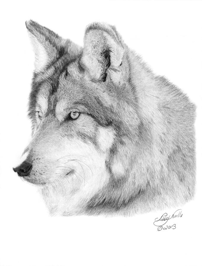 Wolf - 006 Drawing by Abbey Noelle