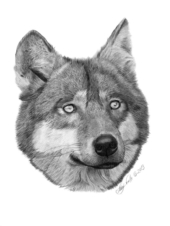 Wolf - 017 Drawing by Abbey Noelle