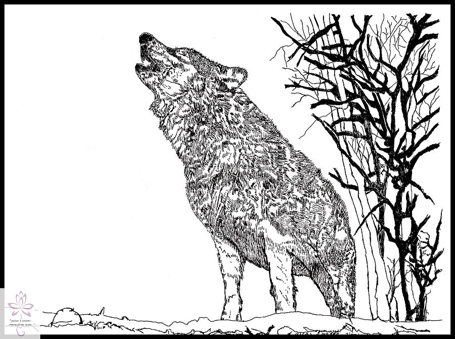 Wolf 1 Drawing by Jessica Coulter - Fine Art America