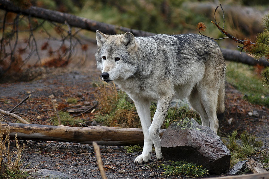 Wolf 7 Photograph by Lee Kirchhevel