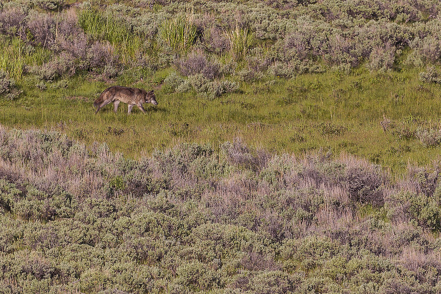 Wolf 755M Alpha male Photograph by Rick Barletta - Fine Art America