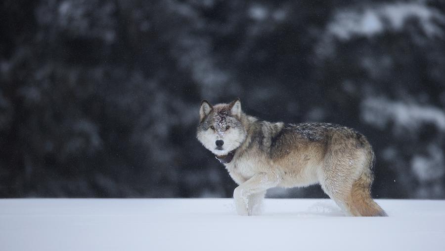 Wolf 870F Photograph by Christopher Brookhart - Fine Art America