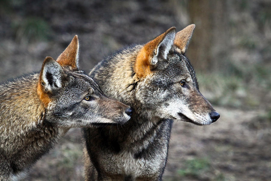 Wolf Alert Photograph by Steve McKinzie