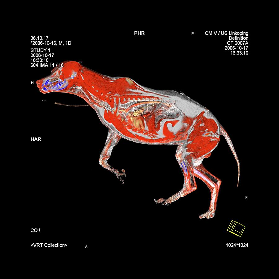 Wolf Anatomy Photograph by Anders Persson, Cmiv