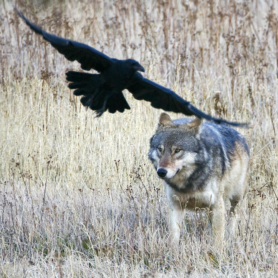 Yellowstone National Park Photograph - Wolf and Raven by Max Waugh