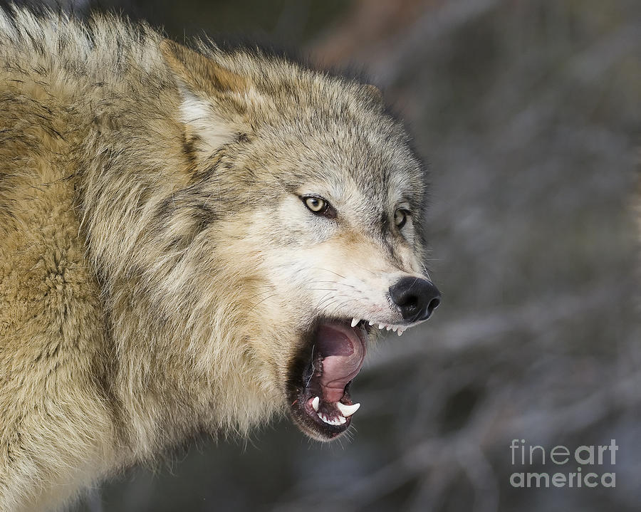 Wolf-animals-image 10 Photograph
