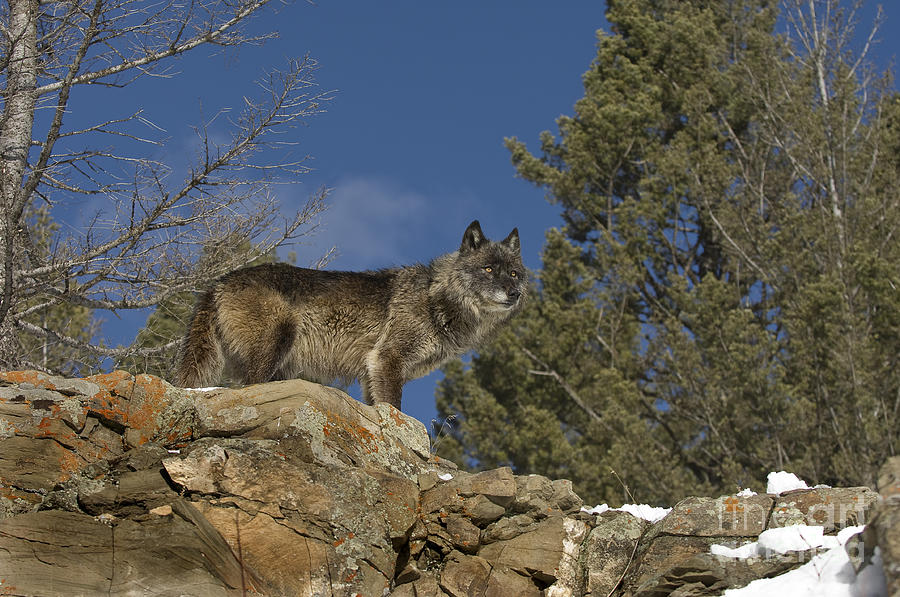 Wolf-animals-image 3 Photograph
