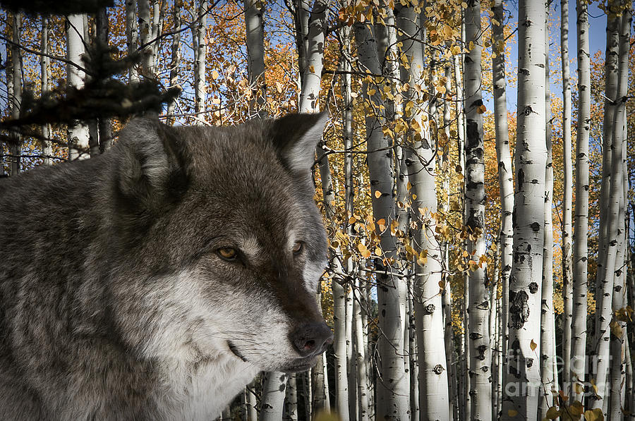 Wolf-animals-image 7 Photograph