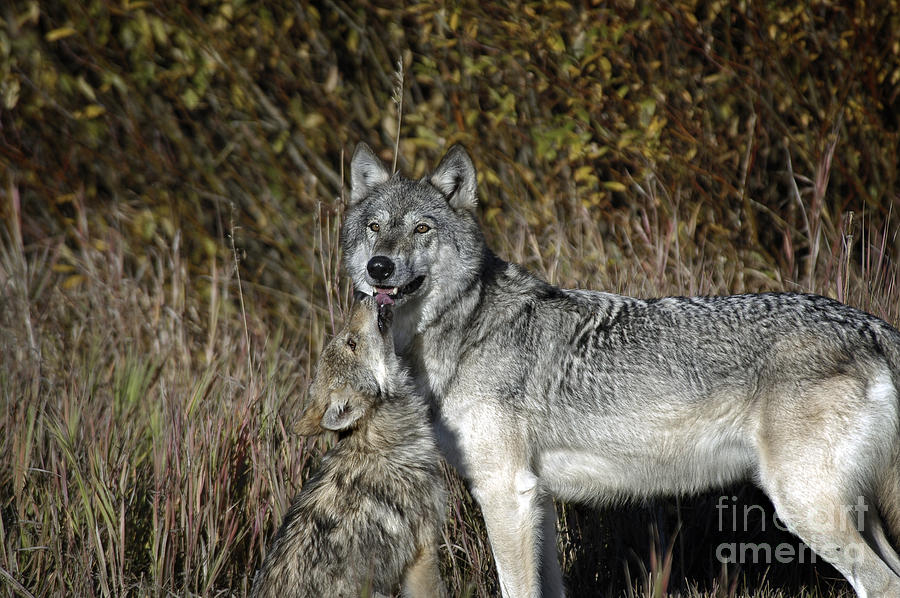 Wolf-animals-image Photograph