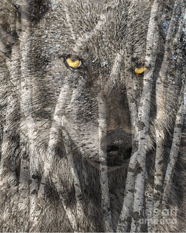 Wolf Aspens Digital Art by Judy Wood