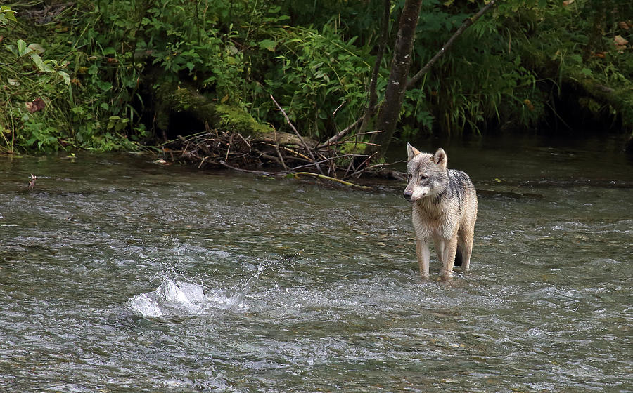 Wolf at Fish Creek Photograph by Jean Clark