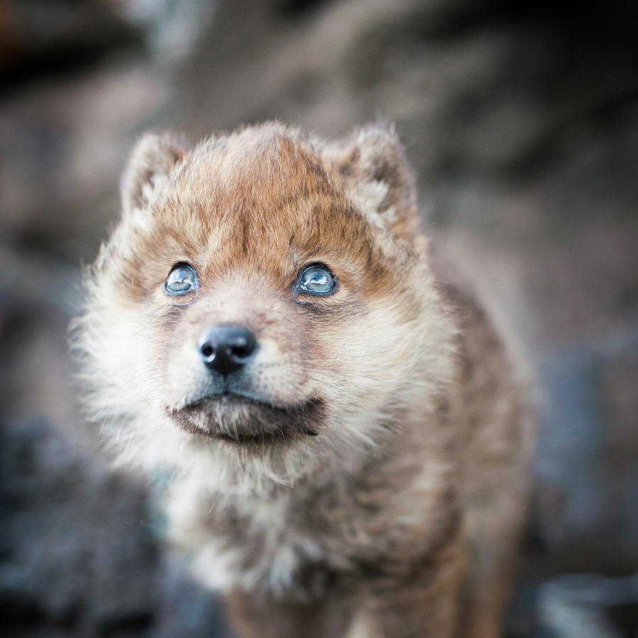 newborn wolf