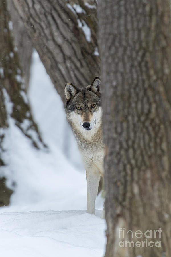 Wolf between the trees Photograph by Dan Friend