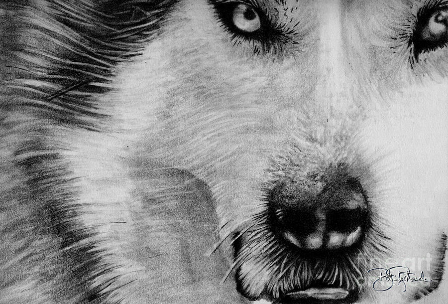Wolf Drawing by Bill Richards
