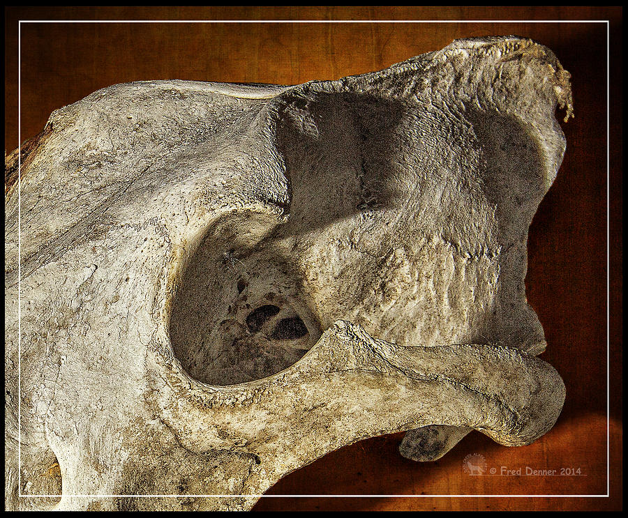 Wolf Bone Photograph by Fred Denner
