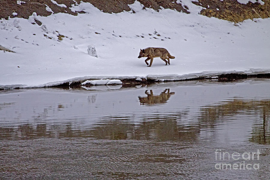 Wolf By The Yellowstone River   #0823 Photograph