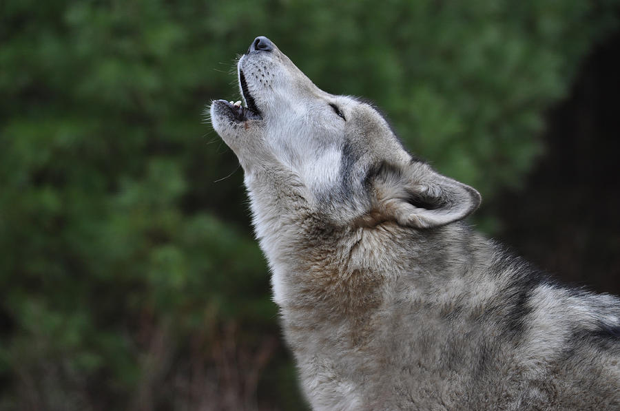 Wolf Call Photograph by David Martin - Fine Art America