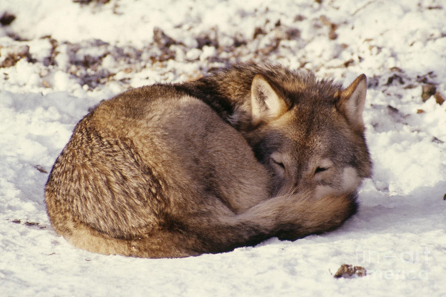 Wolf, Canis Lupus Photograph by Ake Lindau