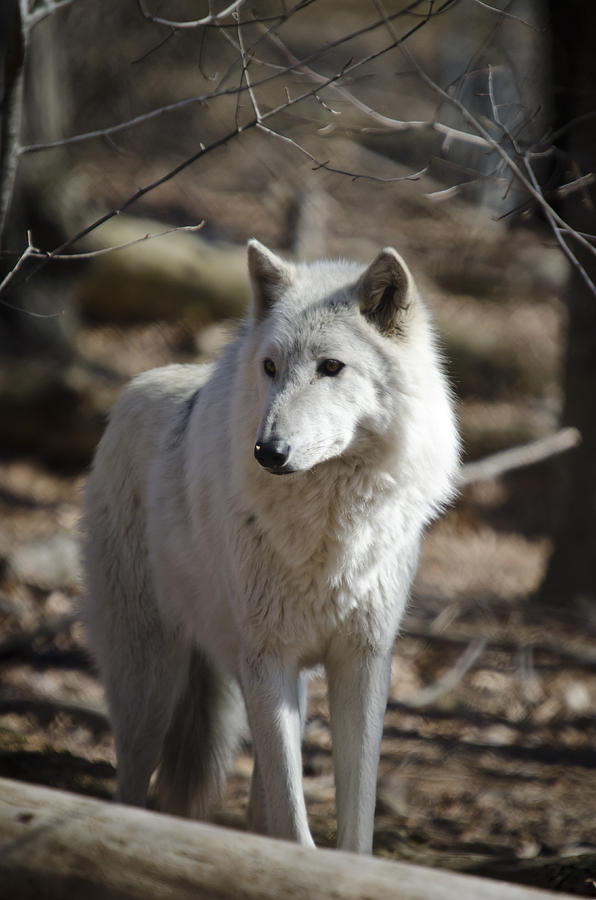 Timber Grey Wolf Photograph by Crystal Wightman