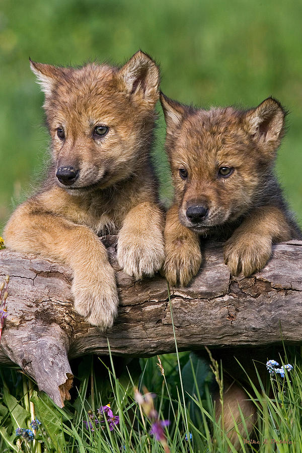 Cute Wolf Cubs