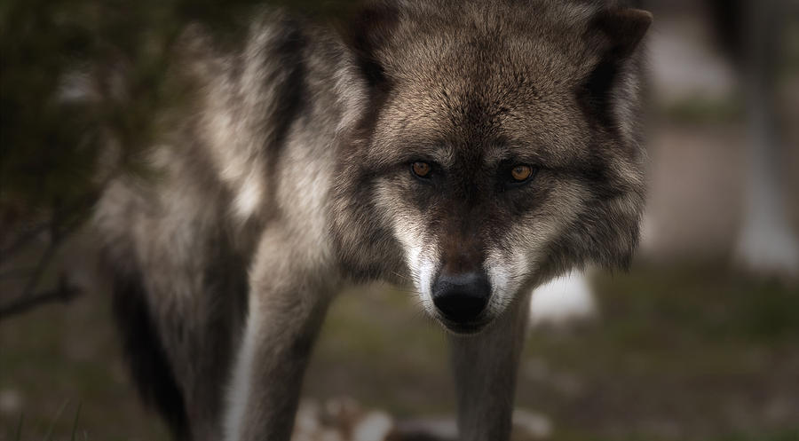 Wolves Photograph - Wolf by D Eric Johnson
