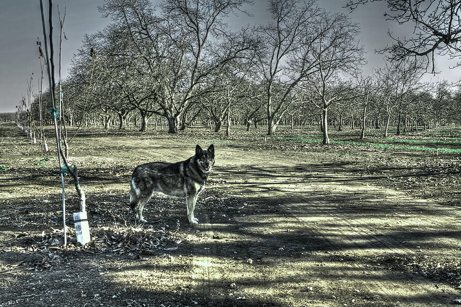 Wolf Dog in Orchard Photograph by SC Heffner