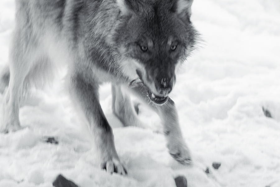 Wolf eating - monochrome Photograph by Ulrich Kunst And Bettina ...