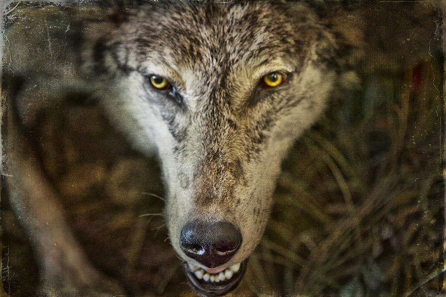 Wolf Photograph by Evie Carrier