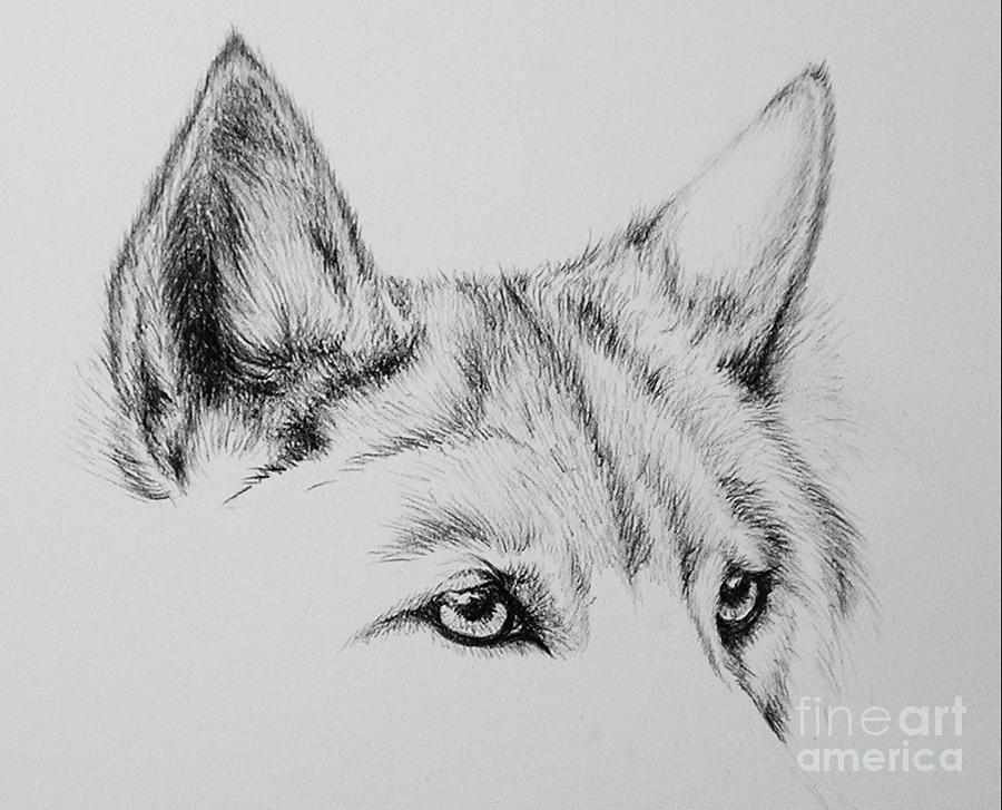 Wolf Eyes Drawing by Catherine Howley