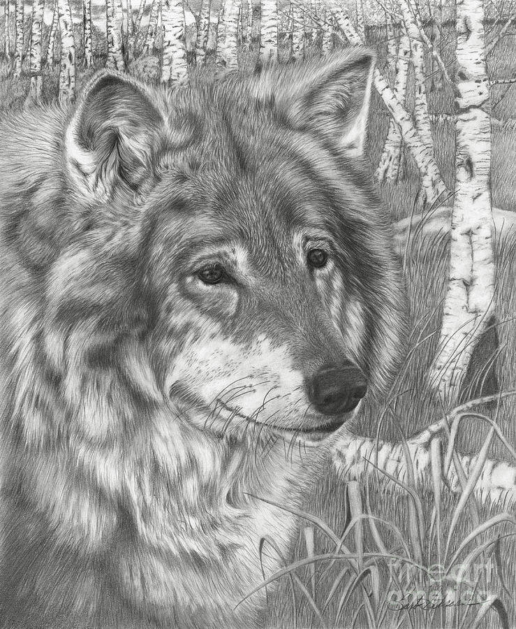 Wolf Gaze Drawing by Barby Schacher