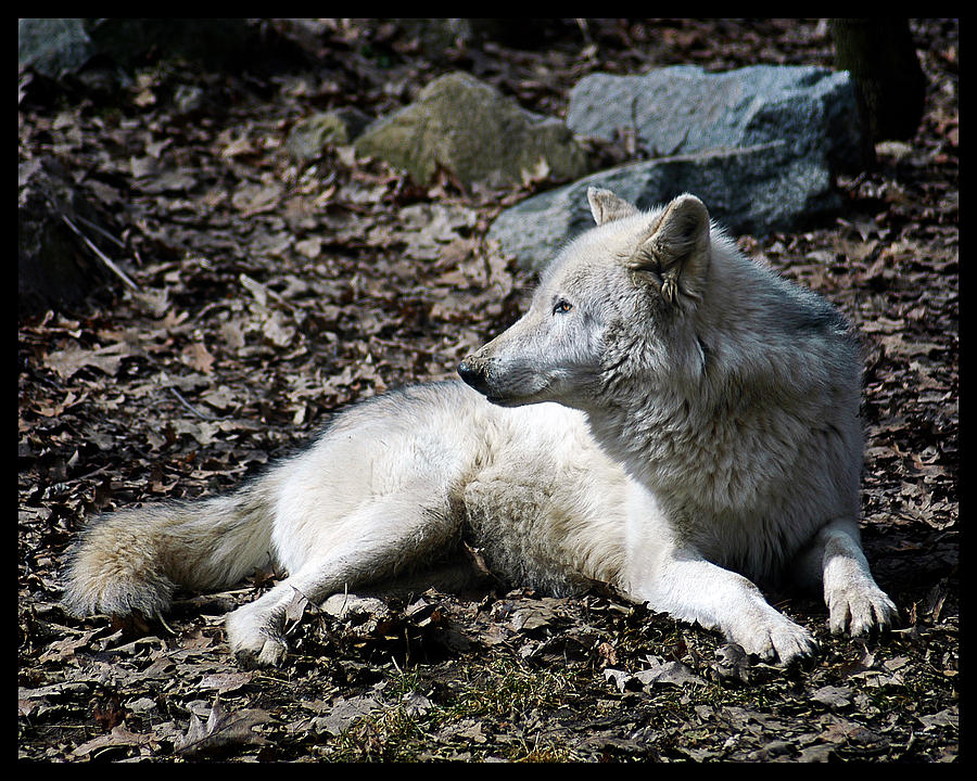 Wolf Photograph by Gene Tatroe