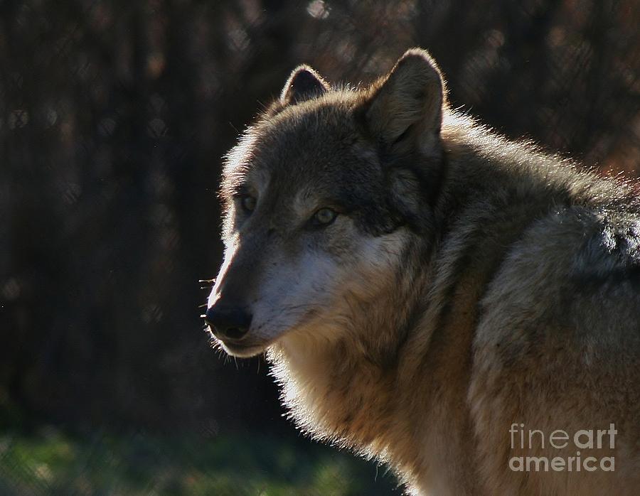 Wolf Glance  Photograph by Neal Eslinger