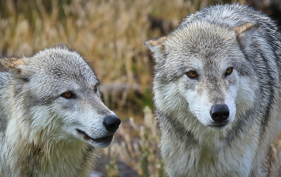 Wolf Glare Photograph by Athena Mckinzie | Fine Art America