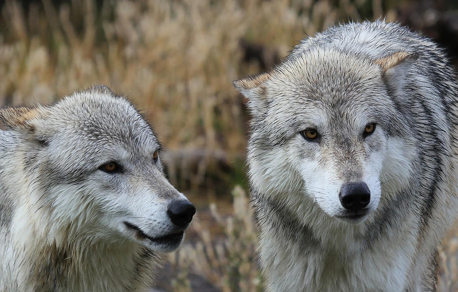 Wolves Photograph - Wolf Glare II by Athena Mckinzie