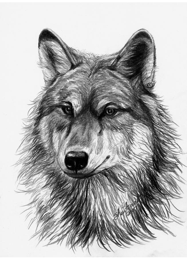 Wolf head - graphic drawing Painting by Alexandra Larina | Saatchi Art