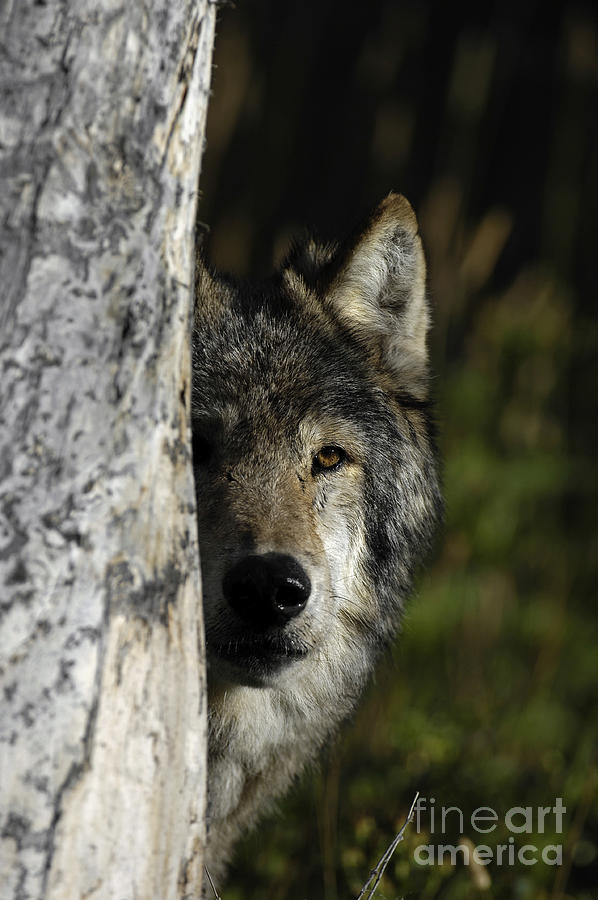 Wolf Hiding Photograph by Wildlife Fine Art