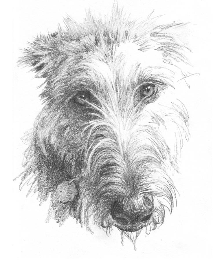 Wolf Hound Pencil Portrait Painting by Mike Theuer Wolf Hound Pencil Portrait Painting by Mike Theuer