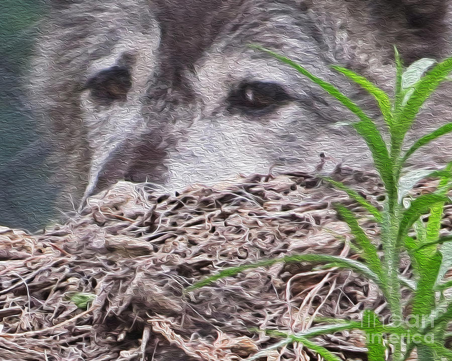 Wolf Hunting Photograph by Dawn Gari