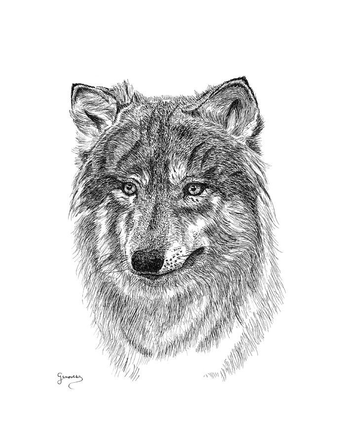 Wolf II Drawing by Carl Genovese - Fine Art America