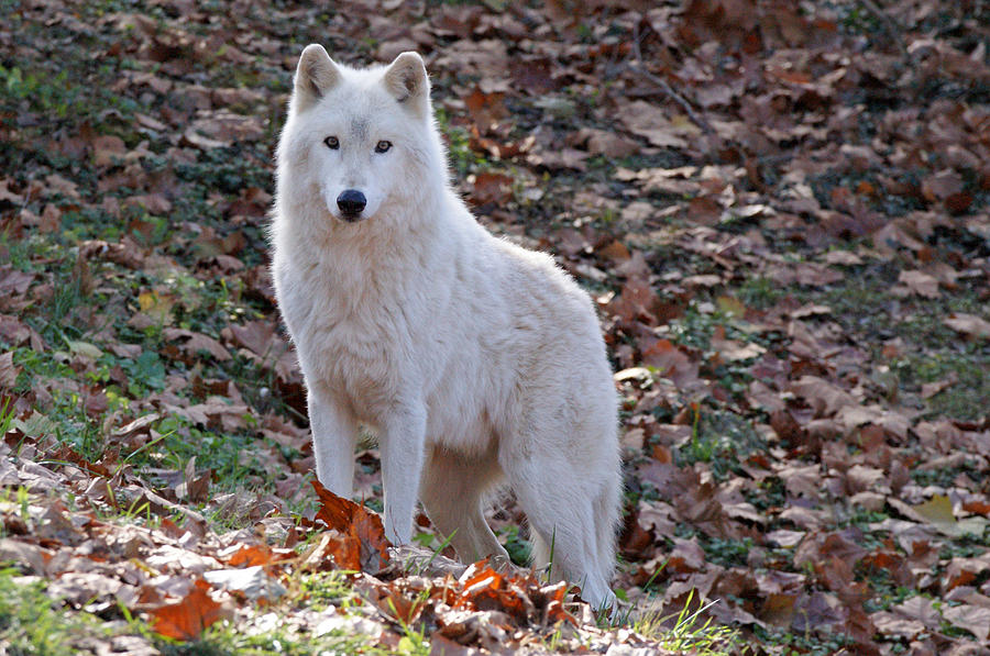 Wolf in Autumn Photograph by Sandy Keeton