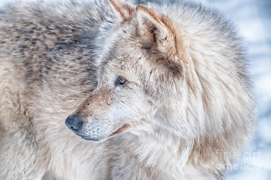 Wildlife Photograph - Wolf in Disguise by Bianca Nadeau