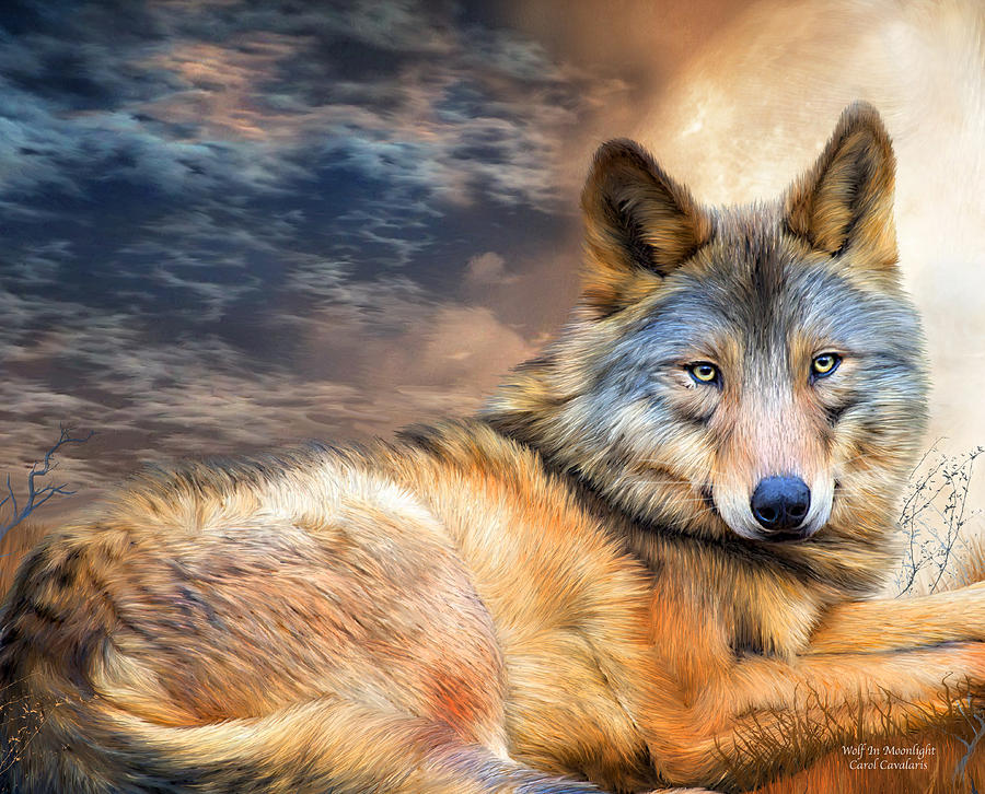 Wolf In Moonlight Mixed Media by Carol Cavalaris