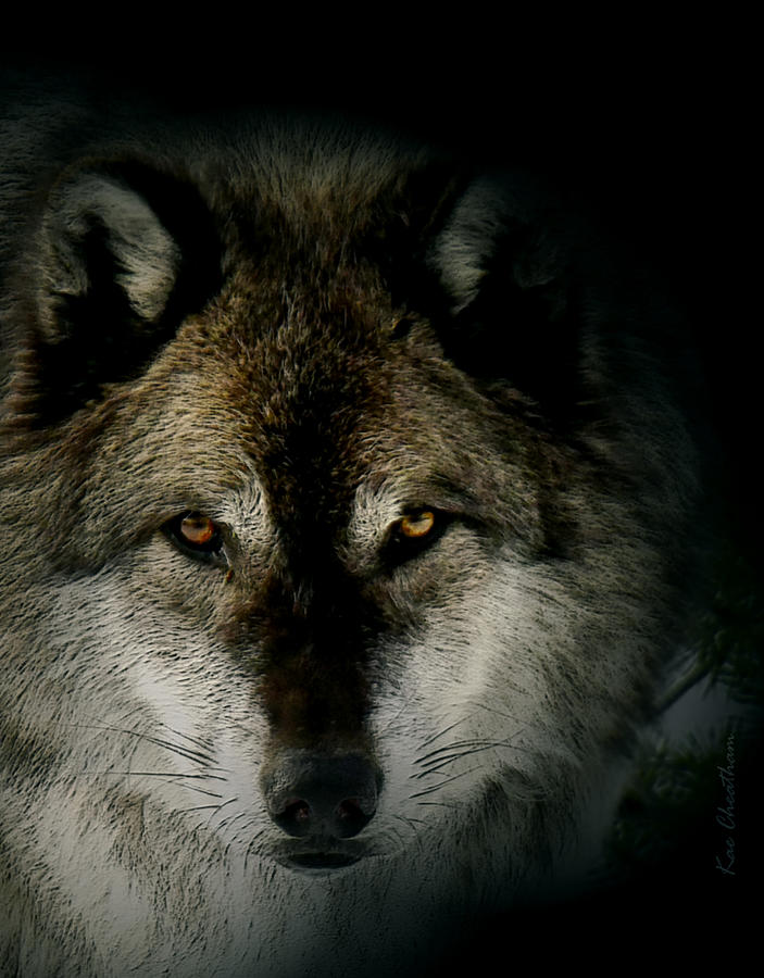 Wolf in Shadow Digital Art by Kae Cheatham