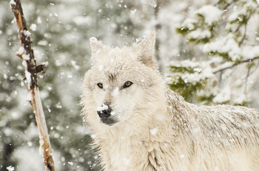 Wolf in Snow Photograph by Donna Doherty