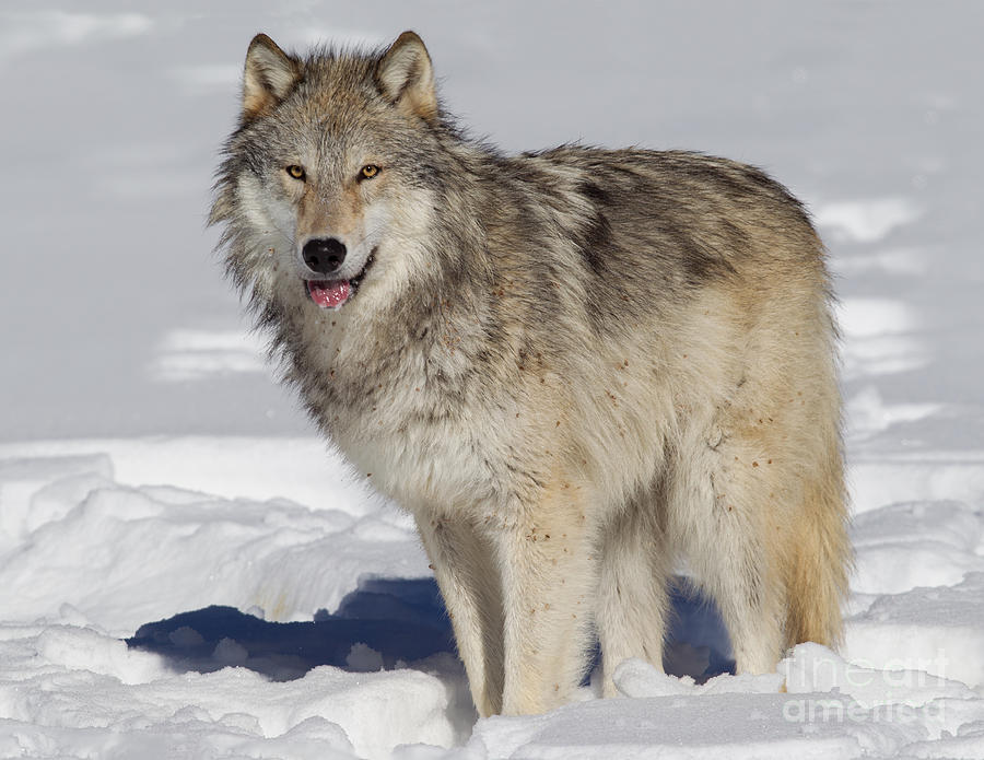 Wolf in Snow Photograph by Jerry Fornarotto